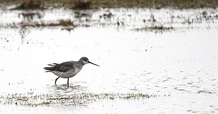  Spotted Redshank       (Tringa erythropus) -- Zeeland / Netherlands -- December 2012