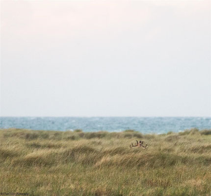 Heat of Red Deers (Cervus elaphus) -- Darss / Germany -- September 2014