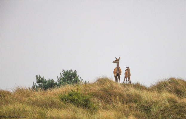 Heat of Red Deers (Cervus elaphus) -- Darss / Germany -- September 2014