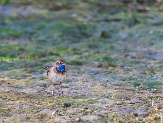 Bluethroat         (Luscinia svecica)    --  Luxembourg