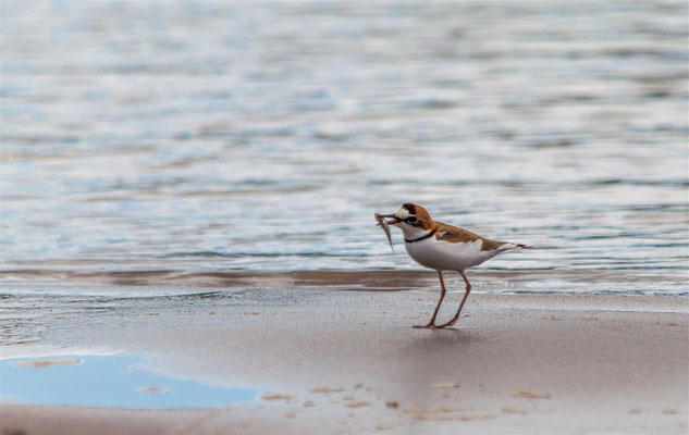 Collared Plover   (Charadrius collaris)  -- Peru / Centro De Rescate Taricaya -- July 2013