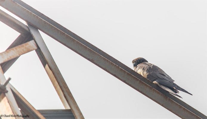 Eleonora's Falcon    (Falco eleonorae)    --   Birdingtrip Turkey 2015