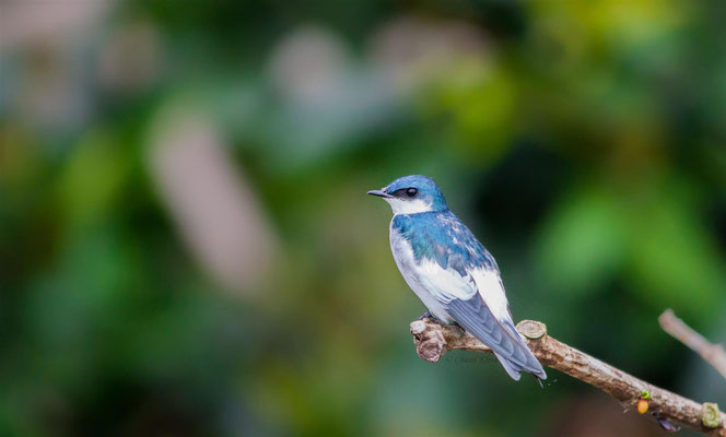 White-winged Swallow (Tachycineta albiventer) -- Peru / Centro De Rescate Taricaya