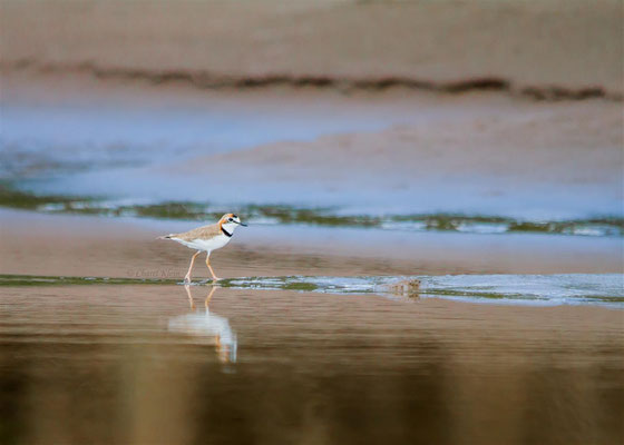 Collared Plover   (Charadrius collaris)  -- Peru / Centro De Rescate Taricaya -- July 2013