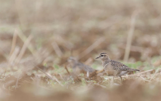 Eurasian Dotterel  (Charadrius morinellus) -- Schneeberg / Germany + France -- August 2013