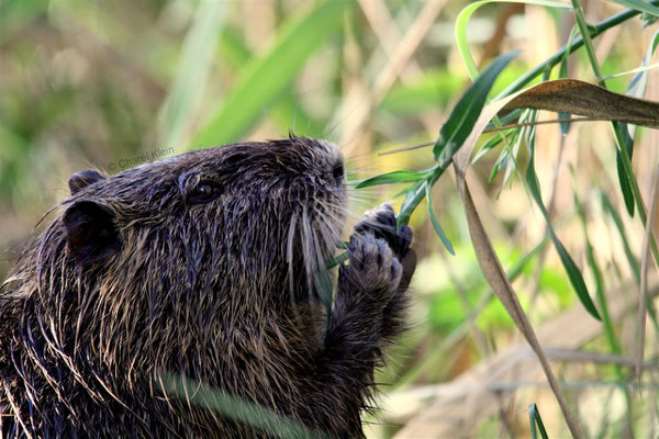 Coypu -- Camargue / France