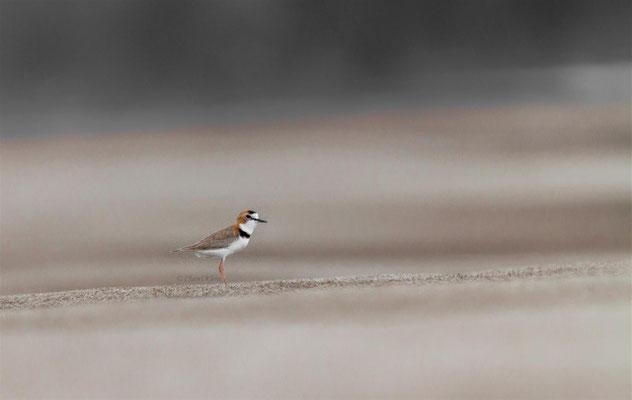 Collared Plover   (Charadrius collaris)  -- Peru / Centro De Rescate Taricaya -- July 2013