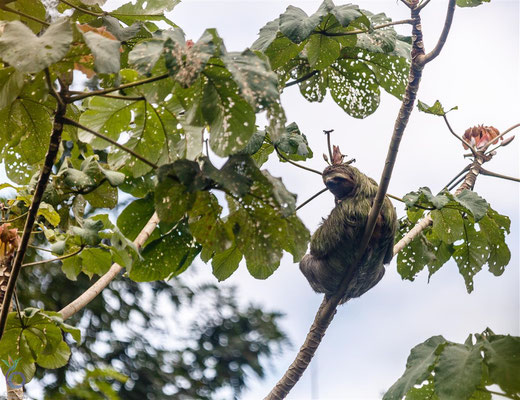 Brown-throated Sloth (Bradypus variegatus)