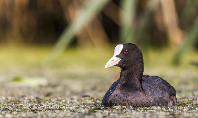 Eurasian Coot   (Fulica atra) -- Luxembourg