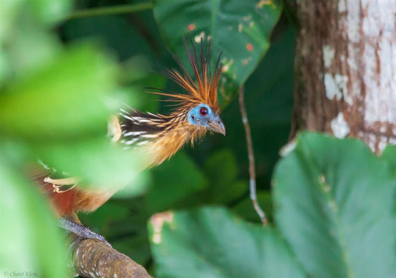 Hoatzin (Opisthocomus hoazin)   --- Lake Sandoval / Peru