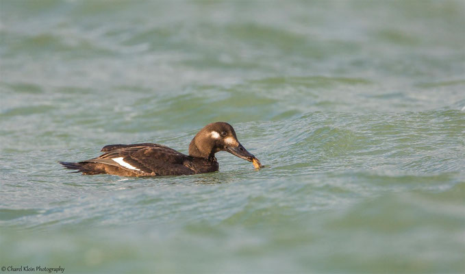 Velvet Scoter (Melanitta fusca) -- Zeeland / Netherlands -- December 2014