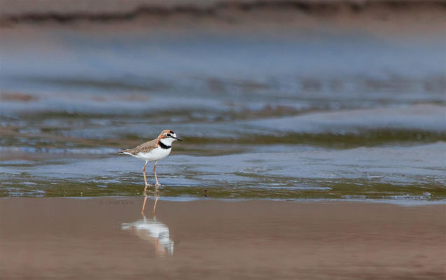 Collared Plover   (Charadrius collaris)  -- Peru / Centro De Rescate Taricaya -- July 2013