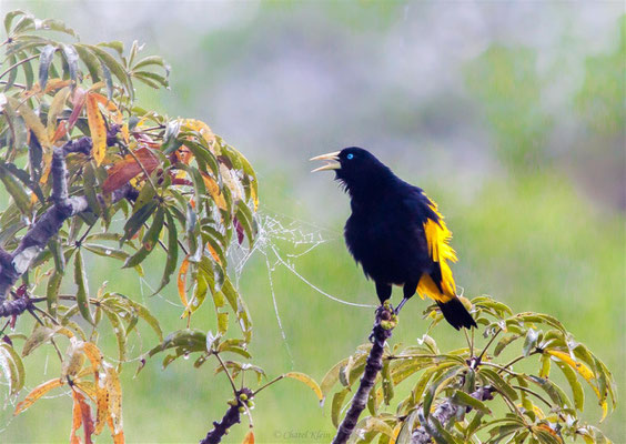 Gelbbürzelkassike  |  Yellow-rumped Cacique (Cacicus cela) -- Peru / Centro De Rescate Taricaya