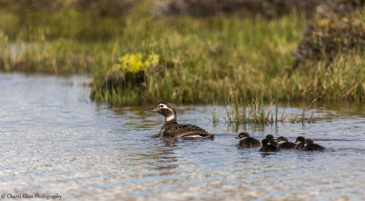 Long-tailed Duck   (Clangula hyemalis)   --   Trail / Karupelv Valley Project / Greenland  --  2015