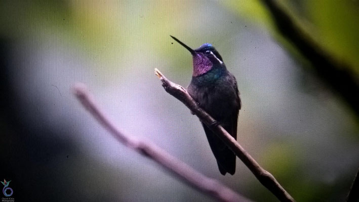 Purple-throated Mountaingem (Lampornis calolaemus)