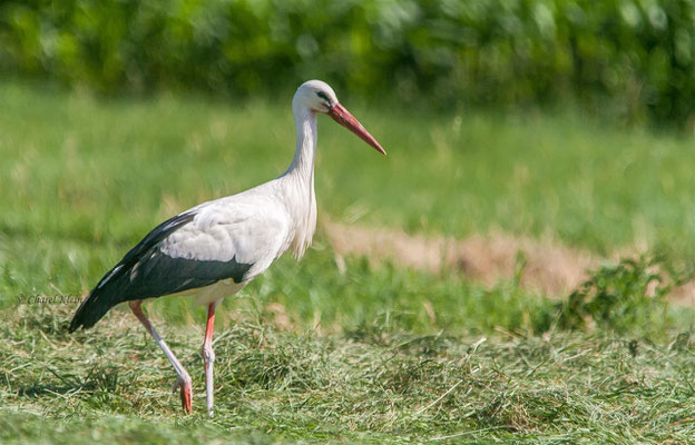 Weißstorch / White Stork  (Ciconia ciconia) -- Alsace / France