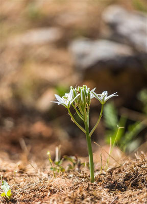 Turkish flowers --    Camardi / Turkey