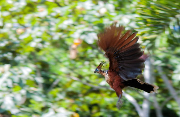 Hoatzin (Opisthocomus hoazin)   --- Lake Sandoval / Peru