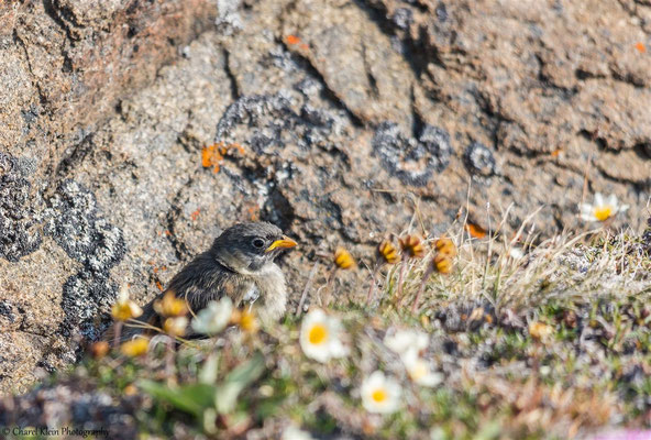 Snow Bunting     (Plectrophenax nivalis insulae)  -- Trail / Karupelv Valley Project / Greenland -- 2015