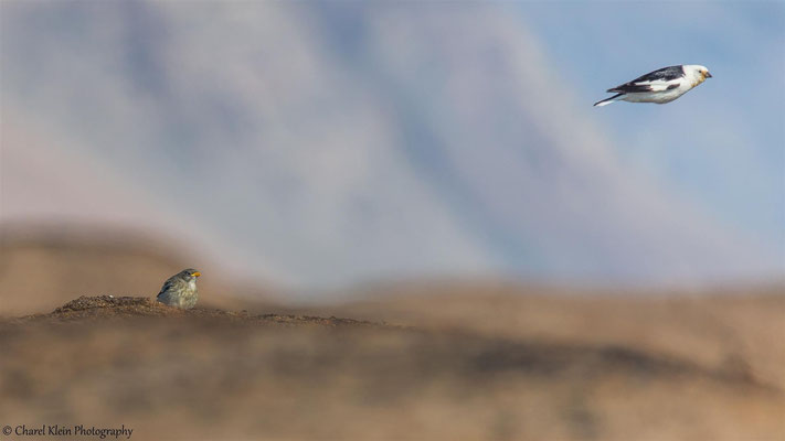 Snow Bunting     (Plectrophenax nivalis insulae)  -- Trail / Karupelv Valley Project / Greenland -- 2015