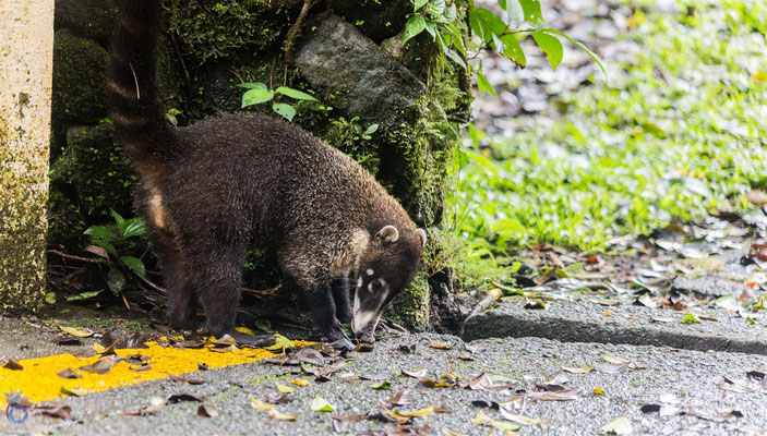 White-nosed Coati (Nasua narica)