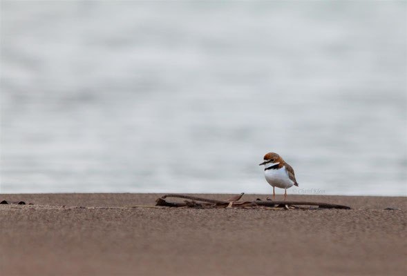 Collared Plover   (Charadrius collaris)  -- Peru / Centro De Rescate Taricaya -- July 2013