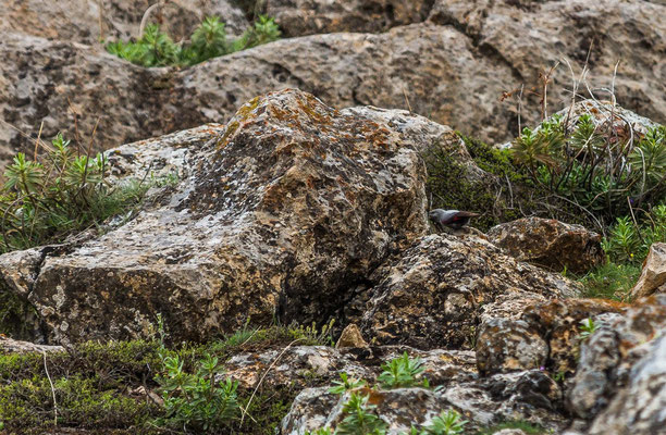 Wallcreeper    (Tichodroma muraria)    -- Birdingtrip Turkey 2015