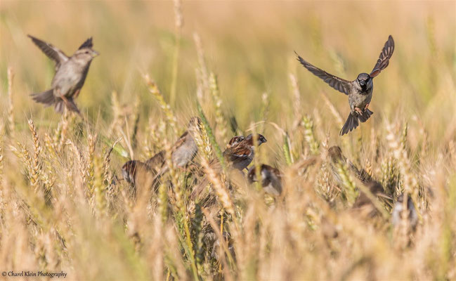 House sparrow  (Passer domesticus) -- Birdingtrip Turkey 2015