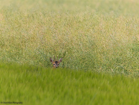 Roe deer  (Capreolus capreolus) --  Germany 2014