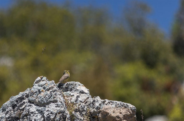 Cinereous Bunting    (Emberiza cineracea)    -- Birdingtrip Turkey 2015