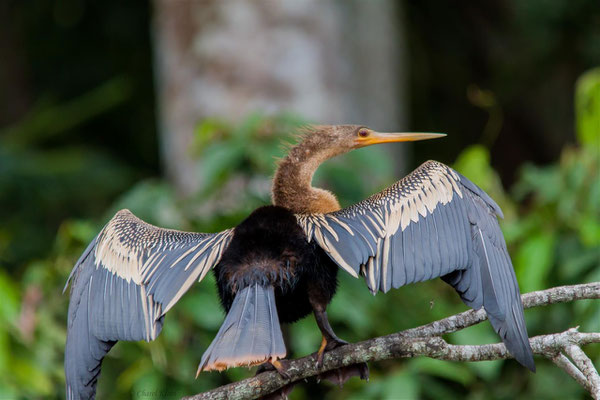  Anhinga    (Anhinga anhinga) -- Peru / Centro De Rescate Taricaya