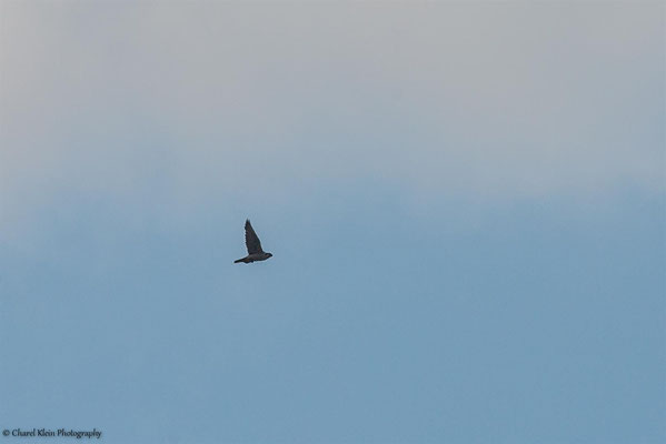 Saker Falcon (Falco cherrug) -- Birdingtrip Turkey 2015