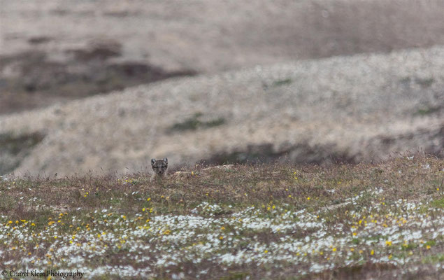 Arctic fox   (Vulpes lagopus)   --   Traill / Karupelv Valley Project / Greenland   -- 2015
