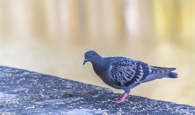 Feral pigeons (Columba livia forma domestica) -- Luxembourg