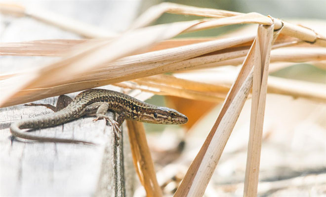 Mauereidechse  | Wall Lizard  (Podarcis muralis)