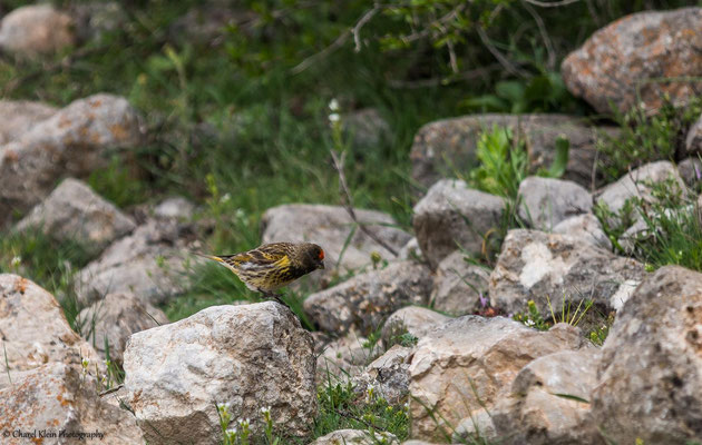 Red-fronted Serin (Serinus pusillus) -- Birdingtrip Turkey 2015