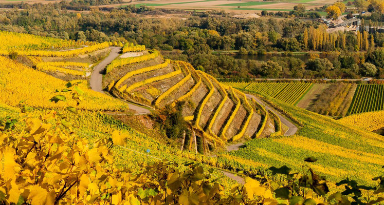 Golden wineyards 