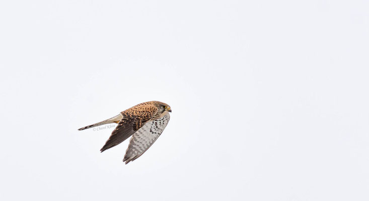 Common Kestrel (Falco tinnunculus) -- Luxembourg