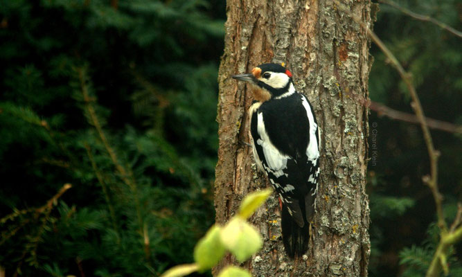 Great Spotted Woodpecker (Dendrocopos major) -- Luxembourg