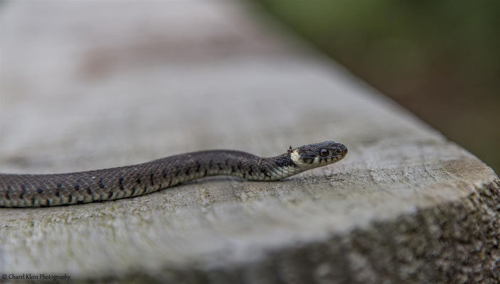 Grass snake