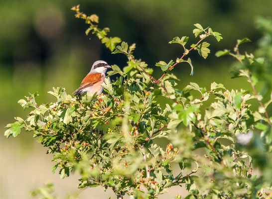 Red-backed shrike   (Lanius collurio)  -- Luxembourg