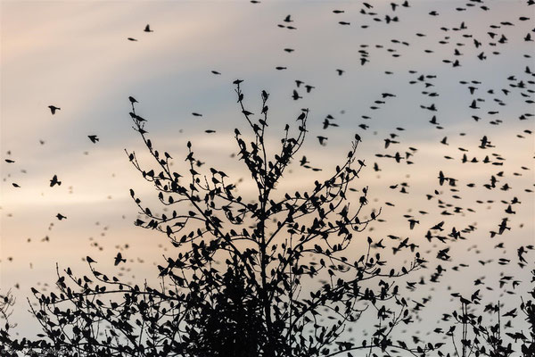 3 Million Bramblings (Fringilla montifringilla) -- Germany 2015