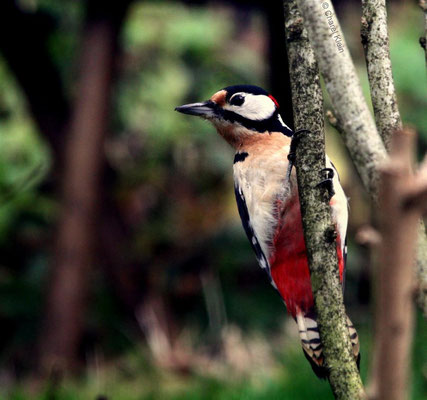 Great Spotted Woodpecker (Dendrocopos major) -- Luxembourg