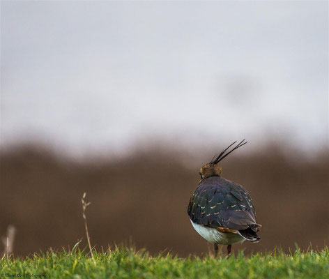 Northern Lapwing (Vanellus vanellus) -- Zeeland / Netherlands -- December 2014
