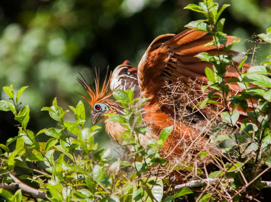 Hoatzin (Opisthocomus hoazin)   --- Lake Sandoval / Peru