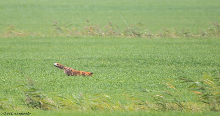 Red fox     (Vulpes vulpes) -- Darss / Germany -- Septemer 2014