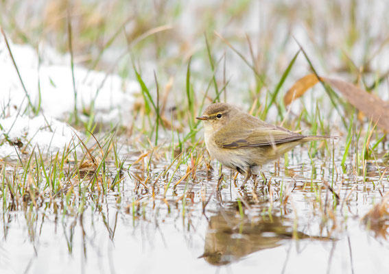 Chiffchaff      (Phylloscopus collybita) -- Luxembourg