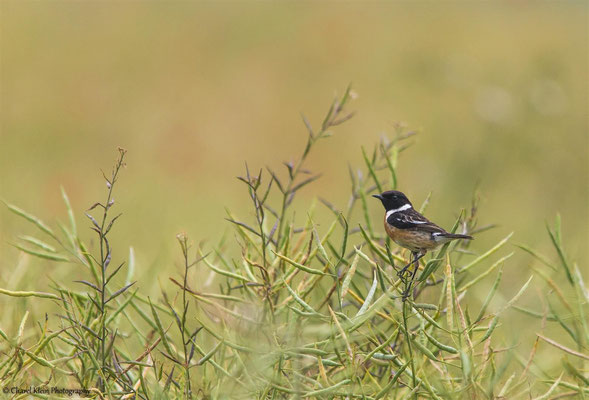 European Stonechat            (Saxicola rubicola)    --  Luxembourg