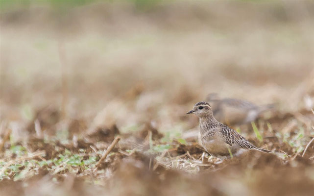 Eurasian Dotterel  (Charadrius morinellus) -- Schneeberg / Germany + France -- August 2013