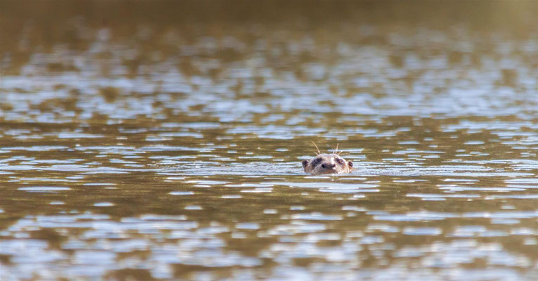 Riesenotter  |  Giant otter (Pteronura brasiliensis) -- Peru / Centro De Rescate Taricaya